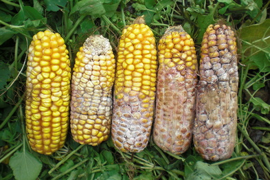 Fusarium in maize